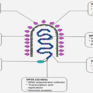 Synthesis of pyrazine based amidoximes