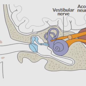 The regulation of enterohormone secretion