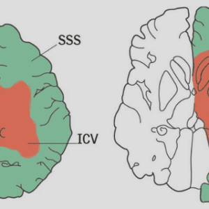 The neural code and the firing-rate hypothesis