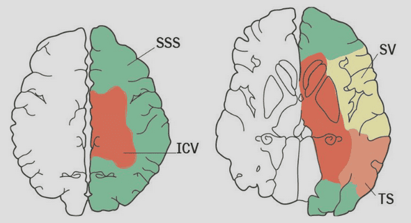 The neural code and the firing-rate hypothesis