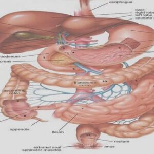IBD and microbiota : a complex interplay
