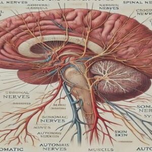 ASD and language acquisition