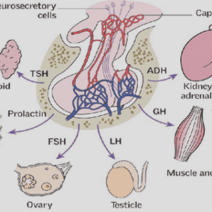 Development of the enteric nervous system