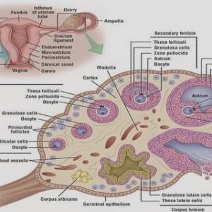 Diet quality among pregnant women and prenatal growth