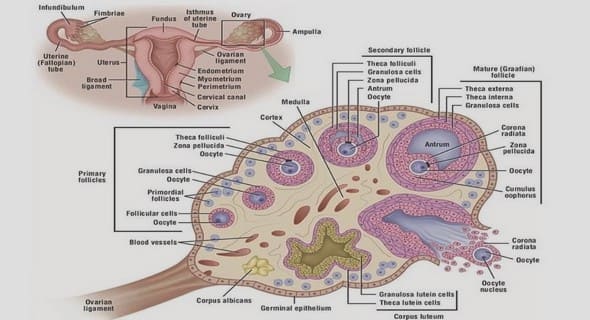 Different forms of Ovarian Cancer