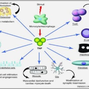 Iron stable isotopes